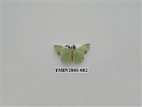 藏品(尺蛾417)的圖片